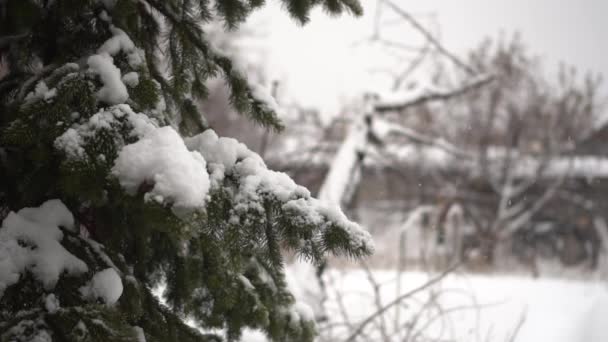 Neve nos ramos de abetos em close-up de inverno. A neve está caindo em câmera lenta. — Vídeo de Stock