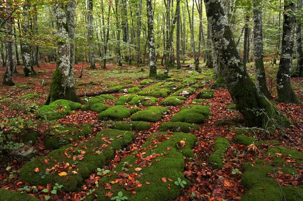 Осадочные породы буковых лесов — стоковое фото