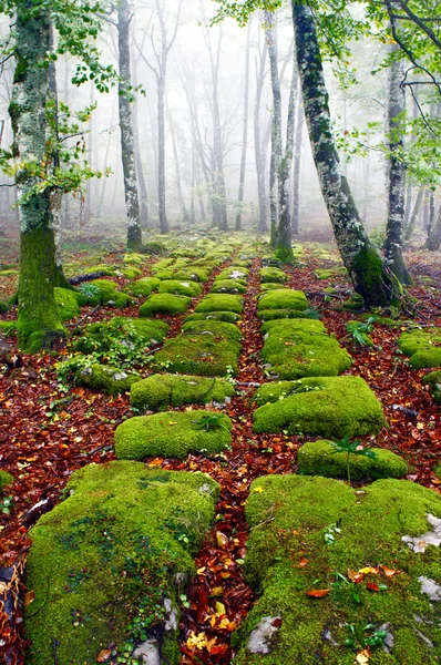 Natural tapestry — Stock Photo, Image