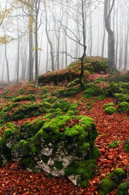 Rocks with moss in autumn forest with fog clipart