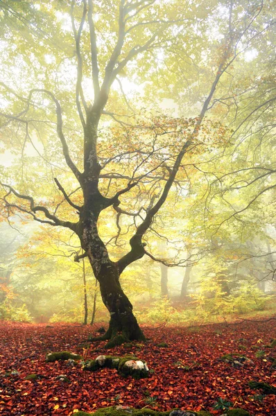 Árbol solitario con niebla y contraluz — Foto de Stock