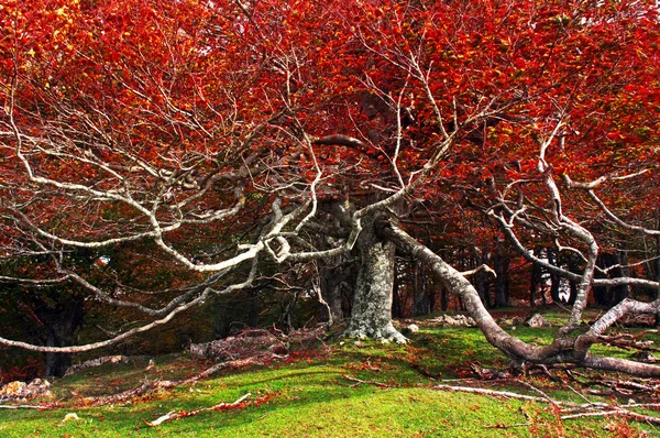 大老树在秋天与大量的分支 — 图库照片