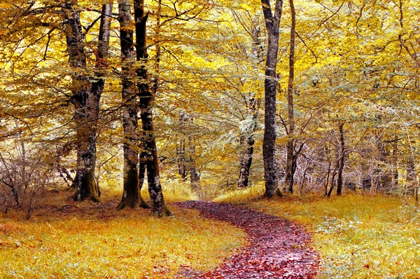 Sökväg i färgglada skog i höst — Stockfoto