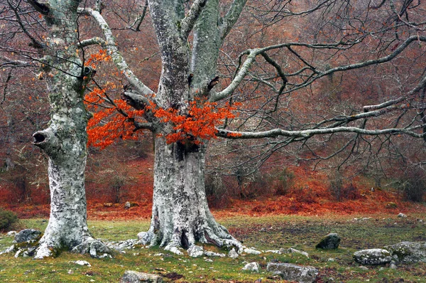Скрученные стволы с красными листьями — стоковое фото