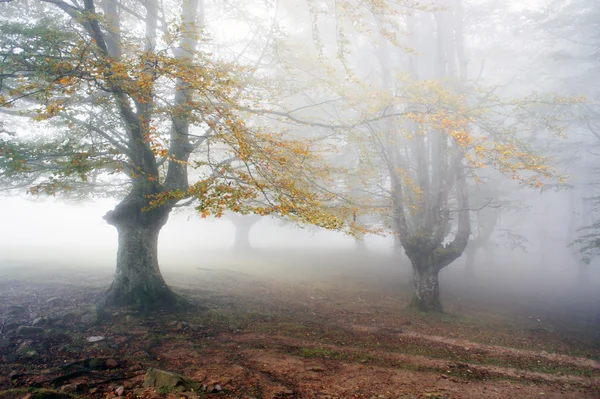 Mysterious and foggy forest — Stock Photo, Image