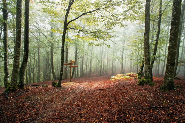 Sunlight in a foggy beech forest — Stock Photo, Image