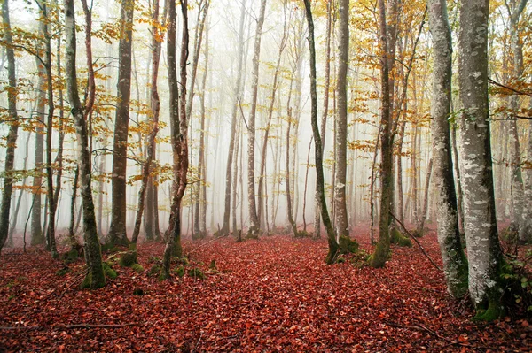 Bela floresta de faia com nevoeiro — Fotografia de Stock