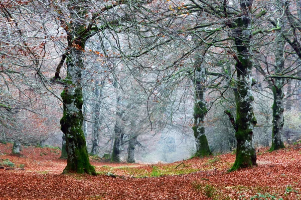 Weg durch den Wald — Stockfoto