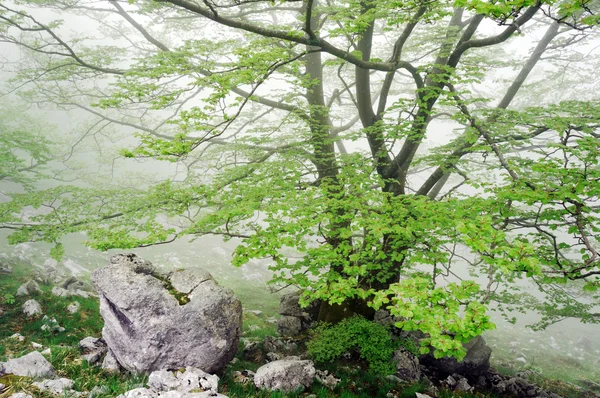 Baum mit Felsen im Nebel — Stockfoto