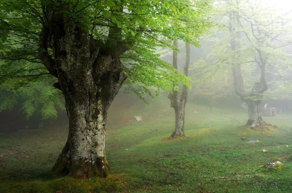 Beukenbos in het voorjaar met mist — Stockfoto