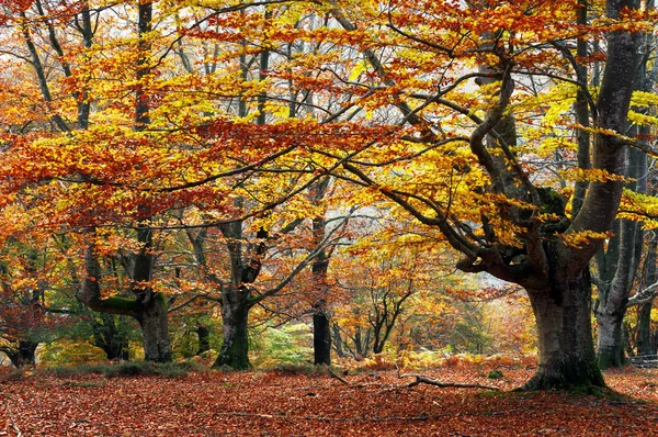 Floresta de faia outonal — Fotografia de Stock