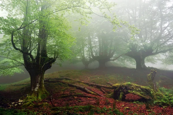 Foresta di faggi nebbiosi — Foto Stock