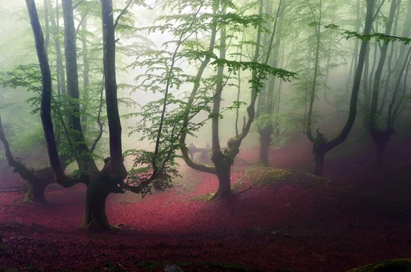 Floresta de faia com nevoeiro — Fotografia de Stock