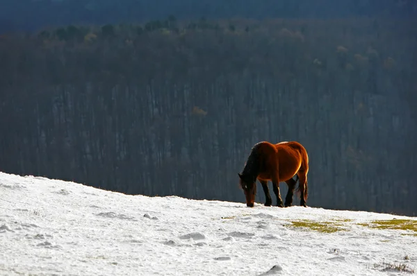 Winterlandschaft mit Pferd im Schnee — Stockfoto