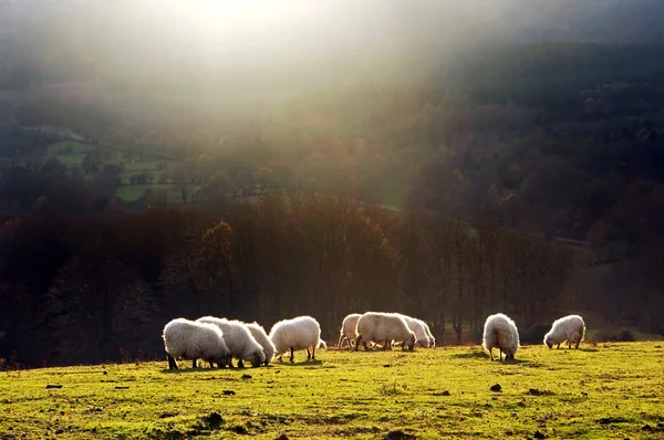 Schafe essen mit Sonnenstrahl — Stockfoto