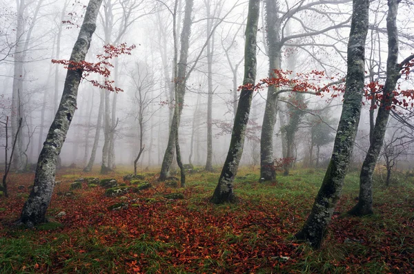 Floresta de faia com nevoeiro — Fotografia de Stock