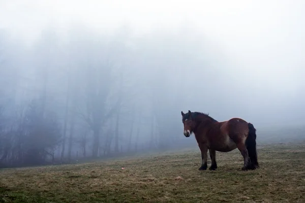 Pferd im Nebel — Stockfoto