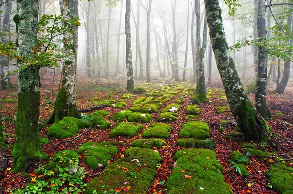 Sedimentary rocks in foggy forest — Stock Photo, Image