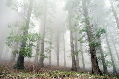 cypress forest in fog clipart