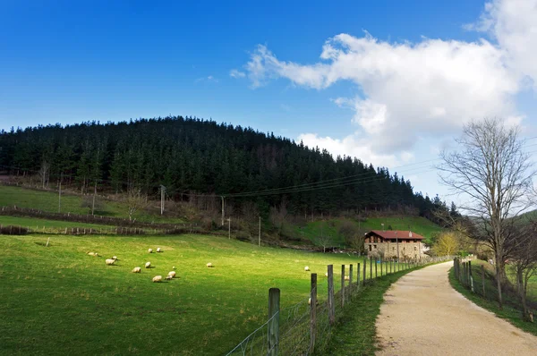 Baskisches Bauernhaus mit Schafen — Stockfoto