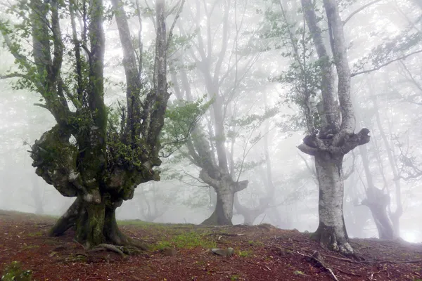 光と霧とブナ林 — ストック写真