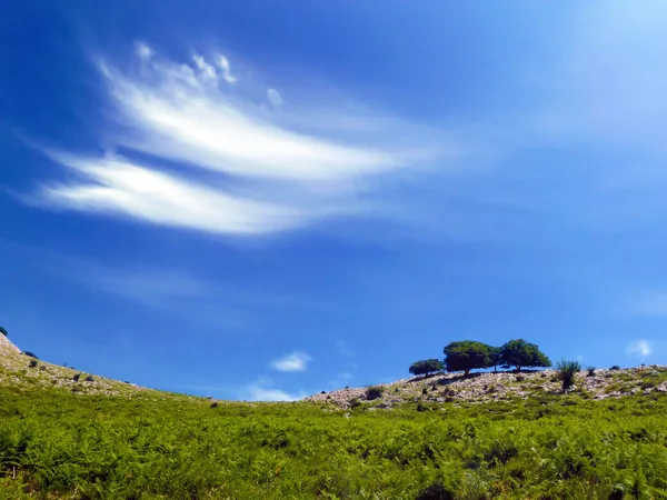 Tapete von Bäumen mit blauem Himmel — Stockfoto