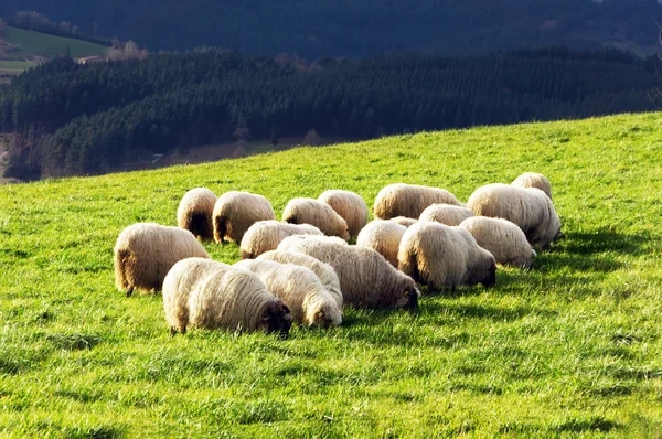 Manada de ovejas típicamente vascas de latxa — Foto de Stock