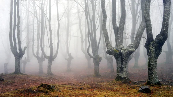 Foresta di faggio nebbioso — Foto Stock