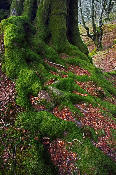 Raiz de árvore com musgo verde — Fotografia de Stock