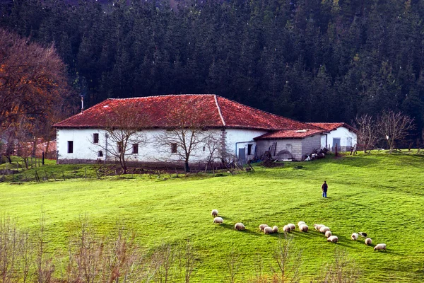 Shepherd, fåren och en bondgård — Stockfoto