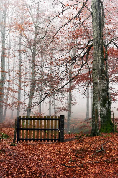 Cancello chiuso nella foresta autunnale — Foto Stock