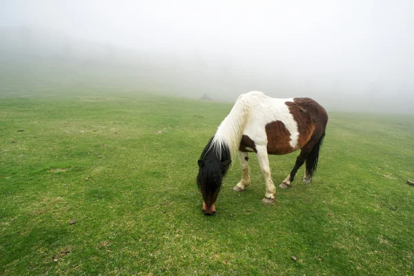 Pferd im Nebel grast — Stockfoto