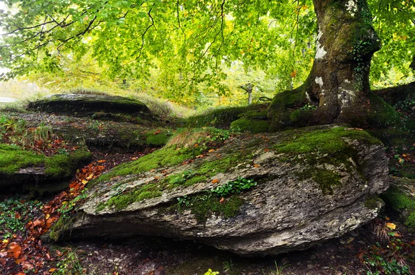 Árbol en primavera con gran roca con musgo — Foto de Stock