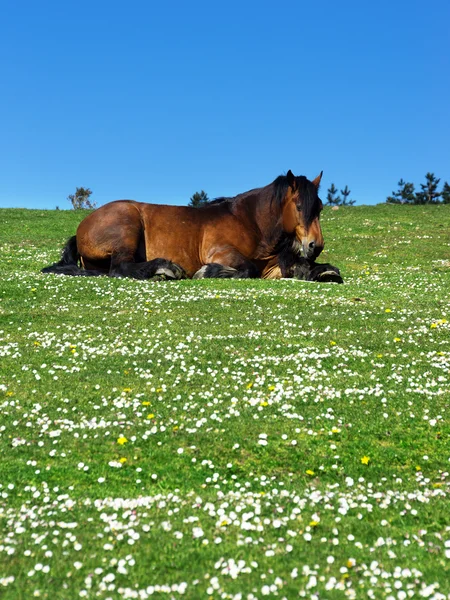 Cavalo marrom deitado na grama com margaridas — Fotografia de Stock