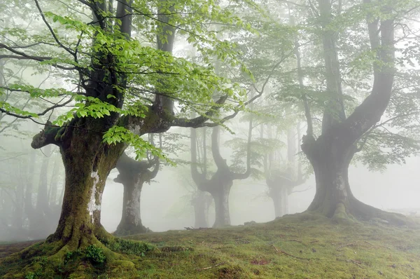 Туманный буковый лес с зелеными листьями весной — стоковое фото