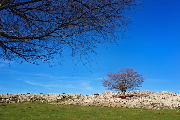 Sozinho árvore contra o céu azul — Fotografia de Stock