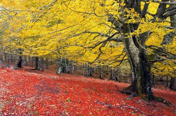 Árbol en otoño con colores vivos rojo y amarillo — Foto de Stock