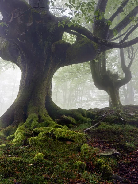 Mysterieuze en verwrongen bomen in mist met groene wortels — Stockfoto