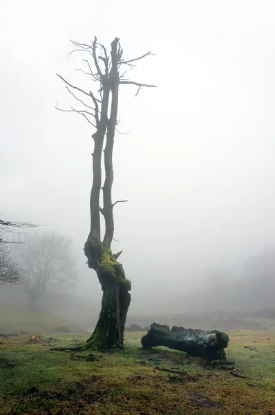 Albero solitario e secco con nebbia — Foto Stock