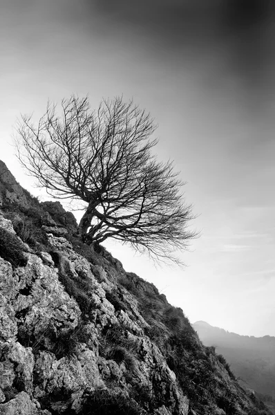 Albero solitario in montagna rocciosa — Foto Stock