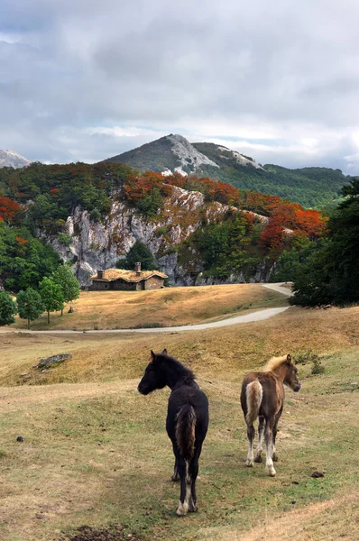 Schönes Haus in den Bergen mit Pferden — Stockfoto