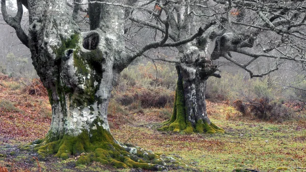 Árvores misteriosas na floresta com chuva — Fotografia de Stock