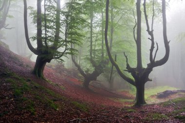 mysterious beech forest with fog clipart
