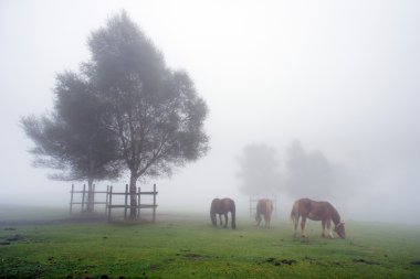 horses grazing in meadow with fog and a tree clipart