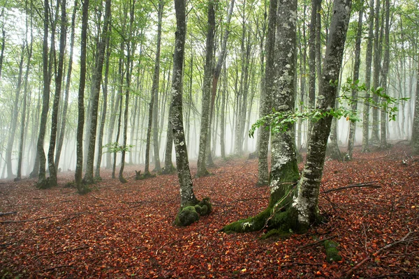 Bosque de hayas por la mañana con niebla — Foto de Stock