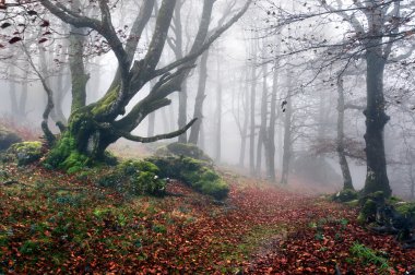 path to mysterious and foggy forest clipart