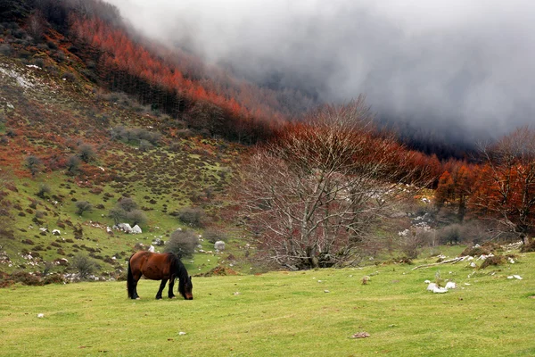 马在秋季放牧对雾的字段 — 图库照片