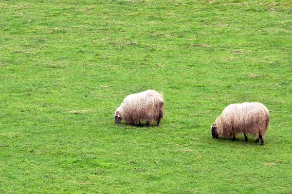 Kudde schapen die graasden — Stockfoto