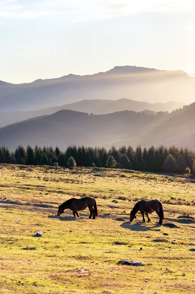 Коні в горах з туманністю вранці — стокове фото