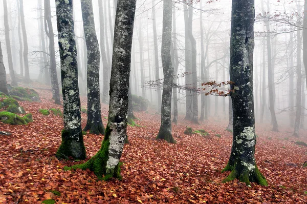 Beech forest with fog in autumn Stock Photo